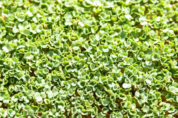 Top View Flat Lay. folha de rúcula ou de rúcula. hortaliças germinadas de sementes de plantas orgânicas de alta qualidade — Fotografia de Stock