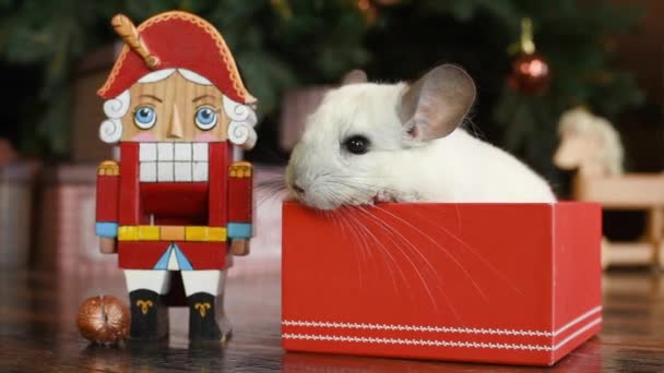 Chiński Nowy Rok 2020 Roku Szczura Portret Ładny Biały Szynszyli — Wideo stockowe