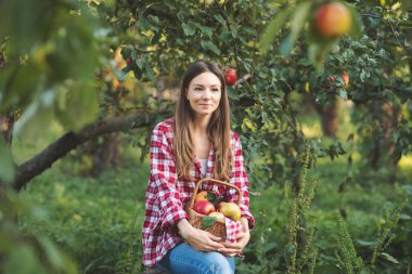 Güzel kız meyve bahçesinde sepet veya sonbaharda çiftlikte olgun organik elma toplama.