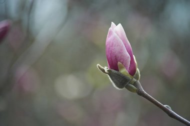 Mavi gökyüzü arka plan üzerinde güzel pembe manolyalar. botanik bahçe çiçeği manolya içinde