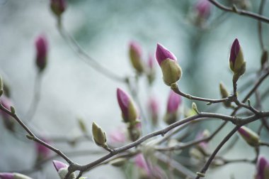 Mavi gökyüzü arka plan üzerinde güzel pembe manolyalar. botanik bahçe çiçeği manolya içinde
