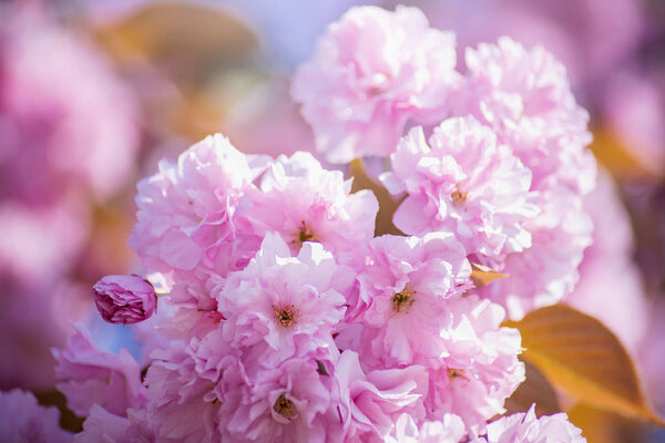 branch of cherry blossoms. Beautiful Pink Flowers. Sakura on blue sky background.