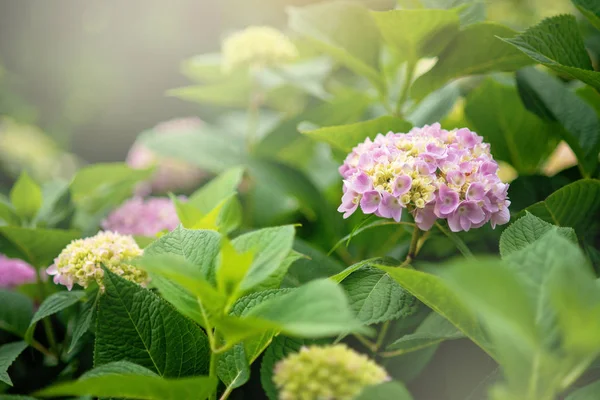 Gyönyörű bokor Hortensien virágok rózsaszín virág virágzó tavasszal és nyáron a kertben. — Stock Fotó