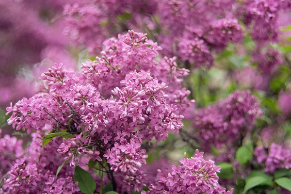 Makro-Ansicht der Blume Flieder. ein schöner Strauß fliederfarbener Nahaufnahmen. Buschblüten. Blumen im Garten. Weiche selektive Fokussierung. — Stockfoto