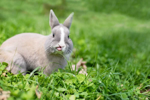 Malý legrační trpasličí králík, který ukazuje jazyk. Velikonoční zajíček na zeleném pozadí. — Stock fotografie