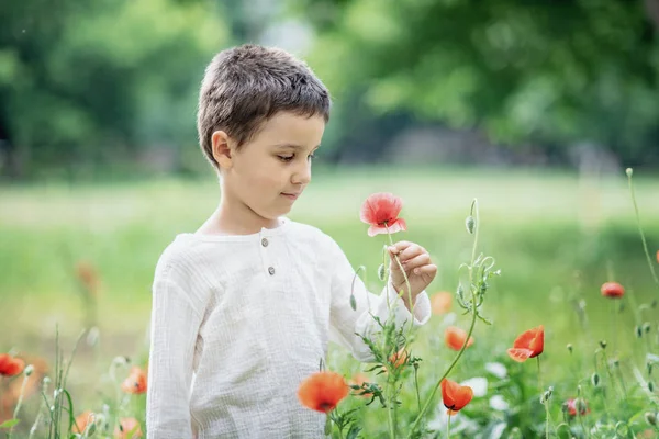 Щасливий Маленький Хлопчик Тримає Червону Квітку Маку Літньому Зеленому Лузі — стокове фото