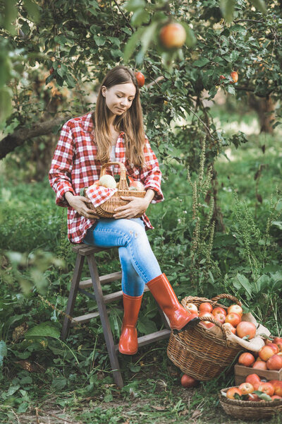 woman holding basket with apples while resting in orchard. Harvest Concept 