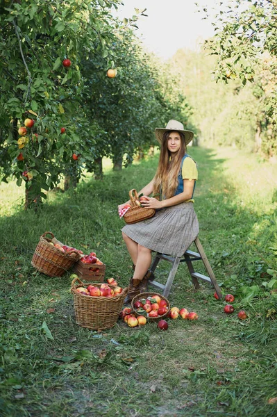 Vrouw Holding Mand Met Appels Terwijl Rusten Boomgaard Oogst Concept — Stockfoto