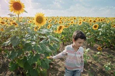 yaz ayçiçeği alanında yürüyen sevimli küçük çocuk çocuk
