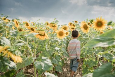 yaz ayçiçeği alanında yürüyen sevimli küçük çocuk çocuk geri görünümü