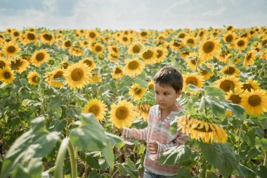 yaz ayçiçeği alanında yürüyen sevimli küçük çocuk çocuk geri görünümü
