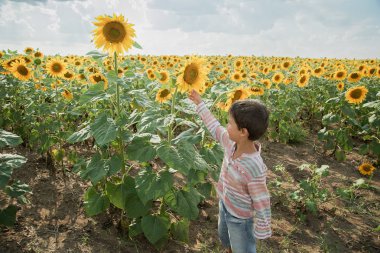 yaz ayçiçeği alanında yürüyen sevimli küçük çocuk çocuk geri görünümü