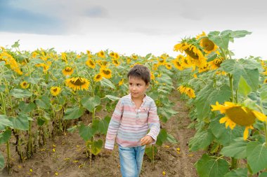 yaz ayçiçeği alanında yürüyen sevimli küçük çocuk çocuk 