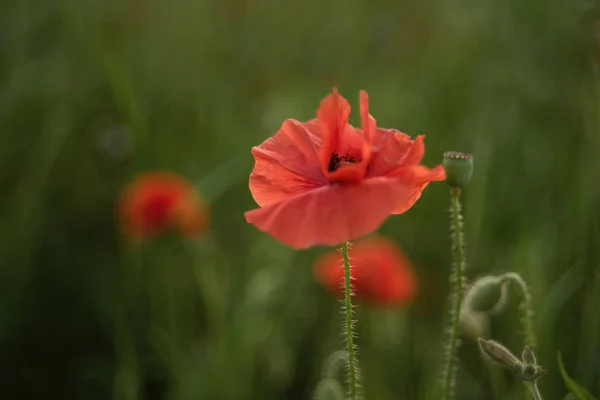 Blooming Poppy Flowers Green Field Background Armistice Remembrance Day Concept — Stock Photo, Image