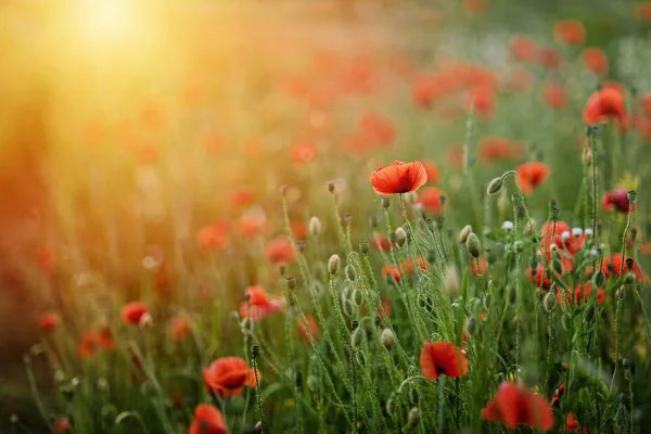 Poppy flowers field nature spring background. Blooming Poppies memory symbol. Armistice or Remembrance day background — Stock Photo, Image