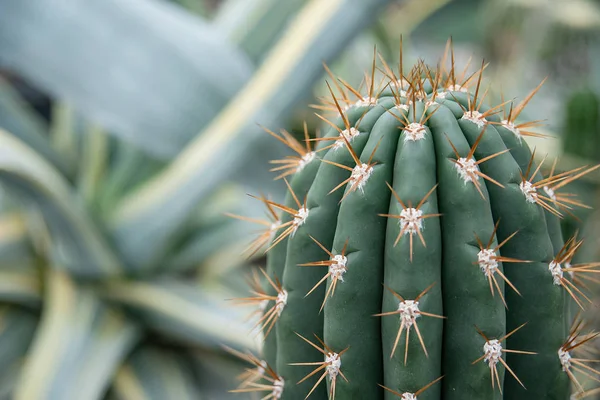 Green Barrel Cactus Thorns Close — Stock Photo, Image