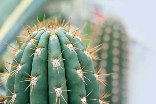 Green Barrel Cactus Thorns Close — Stock Photo, Image