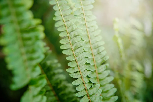 Beautiful Green Fern Leaves Natural Floral Background — Stock Photo, Image