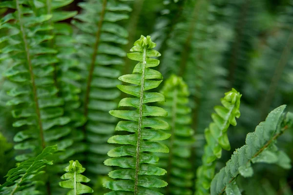 Beautiful Green Fern Leaves Natural Floral Background — Stock Photo, Image