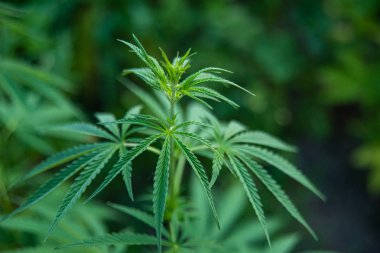 Esrar bitki fotoğraf çekim. Esrar yeşil yaprak tıp için