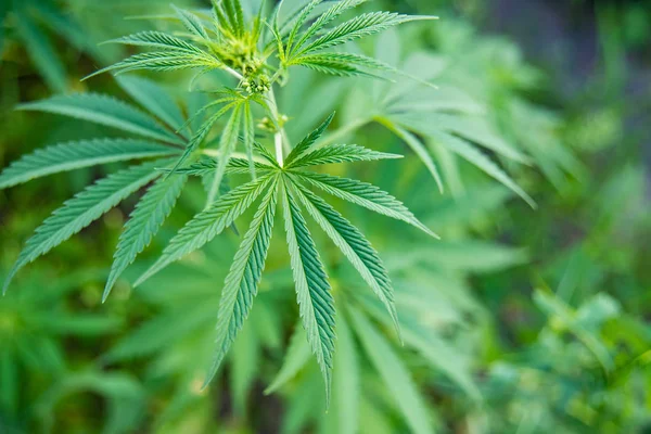 Imagem de perto da planta de maconha. Cannabis verde Folha para a medicina — Fotografia de Stock