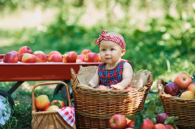 Kırmızılı küçük güzel bir kız hasat konseptinde meyve bahçesinde hasat sepetinde oturmuş elma topluyor.