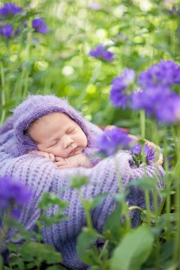17 günlük yeni doğan bebek çayırda mor çiçekler arasında sepet içinde uyku yünlü ekose sarılmış , Hayatın başlangıcı ve mutlu çocukluk kavramı
