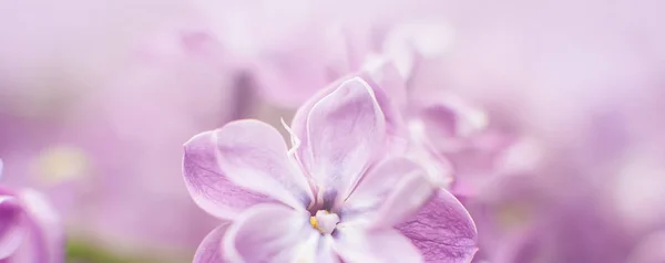 Tampilan Makro Dari Kumpulan Indah Ungu Lilac — Stok Foto