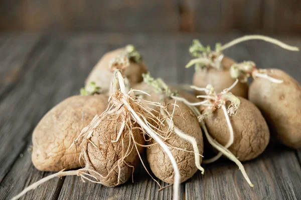 Germogliato Brutte Patate Biologiche Con Germogli Verdi Radici Sfondo Legno — Foto Stock