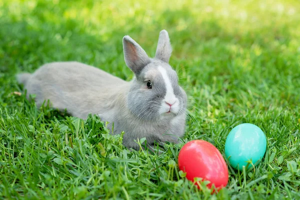 Великодній Кролик Кольоровими Яйцями Весняно Зеленій Траві — стокове фото