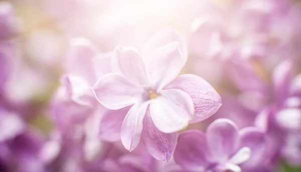 Tampilan makro bunga ungu. Sekelompok indah closeup ungu. Bush Bloom. Bunga di taman. Fokus selektif lembut . — Stok Foto