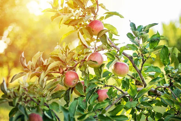 Czerwone jabłka na drzewie w ogrodzie. Zbiory jabłoni. — Zdjęcie stockowe