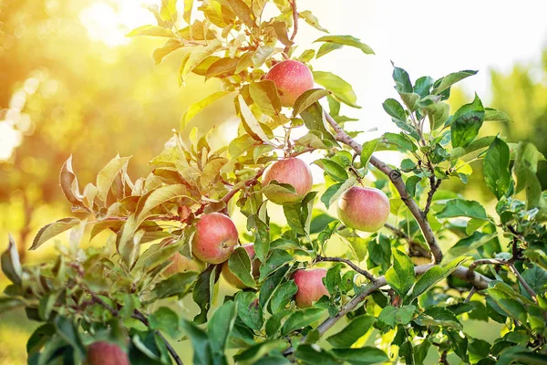 Apel merah di pohon di kebun. Panen Apple . — Stok Foto