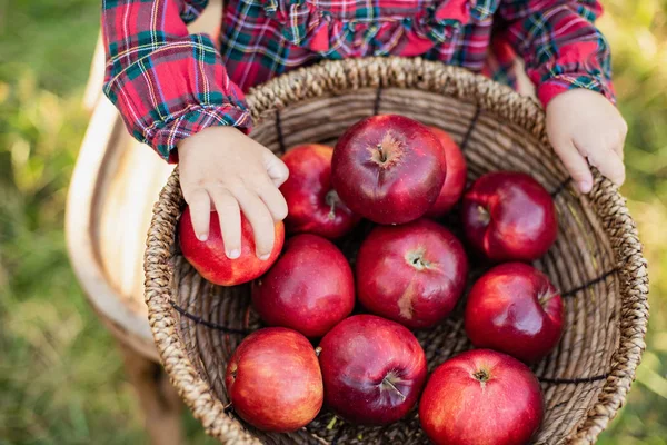 Ребенок собирает яблоки на ферме осенью. Маленькая девочка играет в яблоневом саду. Здоровое питание . — стоковое фото