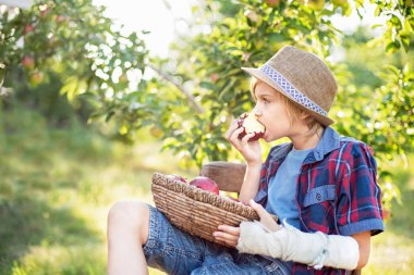 sonbahar meyve bahçesinde ahşap sandalyede otururken kırmızı aldı meyve ve elma yeme sepeti tutan çocuk, Hasat Kavramı