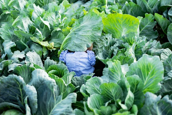 Cute Little Girl Hiding Cabbage Field Harvest Concept — Stock Photo, Image