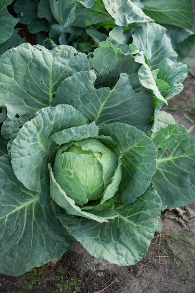 Luk Visning Frisk Kål Høst Felt Økologisk Vegetabilsk Landbrug Koncept - Stock-foto