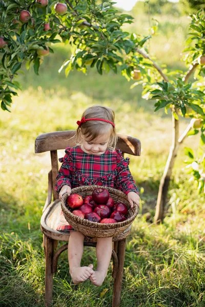 Nettes Kleines Mädchen Mit Einem Korb Mit Roten Gepflückten Äpfeln — Stockfoto