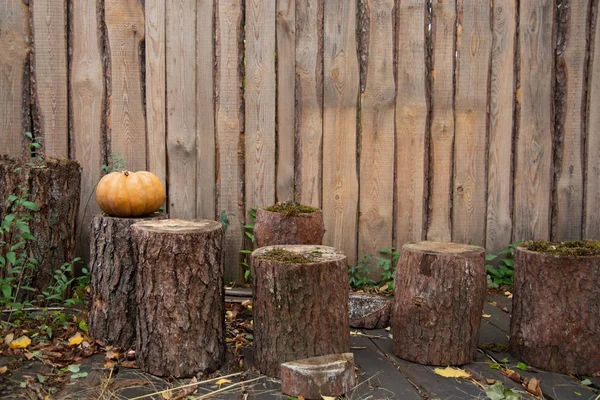 Halloween Święto Dziękczynienia Dekoracji Dyni Stump Ogrodzie Koncepcja Jesiennych Wakacji — Zdjęcie stockowe