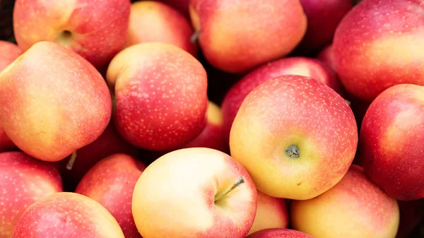 Elma hasatı Olgun kırmızı elma arkaplanı. — Stok fotoğraf