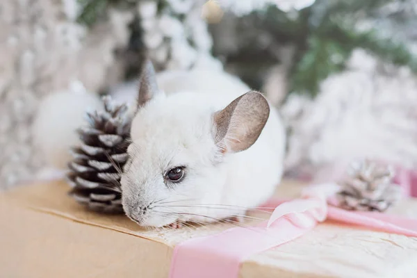 Happy kinesiska nyåret 2020 år av råtta. Porträtt av söta vita chinchilla på bakgrunden av granen — Stockfoto