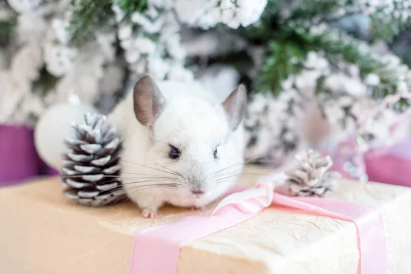 Frohes chinesisches neues Jahr 2020 Jahr der Ratte. Porträt des niedlichen weißen Chinchilla auf dem Hintergrund des Weihnachtsbaums — Stockfoto
