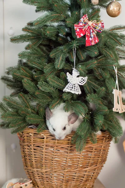 Happy kinesiska nyåret 2020 år av råtta. Porträtt av söta vita chinchilla på bakgrunden av granen — Stockfoto