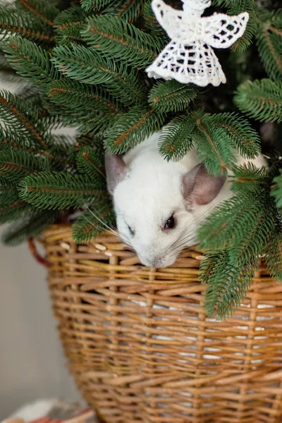 Frohes chinesisches neues Jahr 2020 Jahr der Ratte. Porträt des niedlichen weißen Chinchilla auf dem Hintergrund des Weihnachtsbaums — Stockfoto