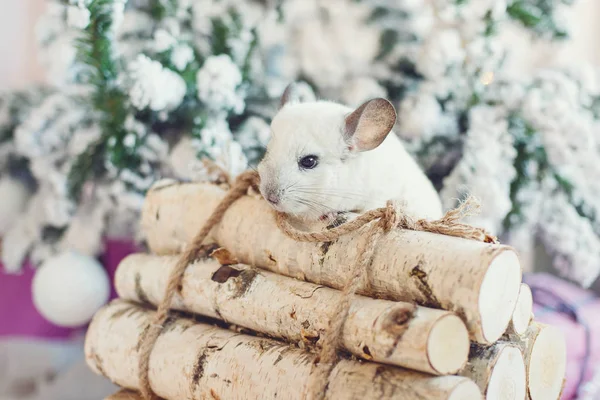 Happy Chinese New Year 2020 year of rat. Portrait of cute white chinchilla on the background of the Christmas tree — Stock Photo, Image
