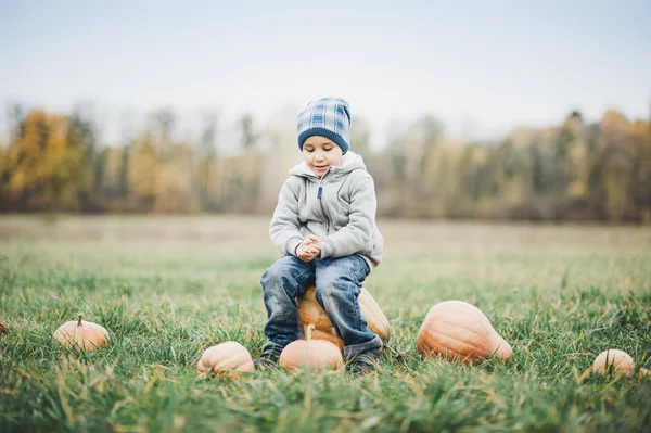 寒い日秋、多くのカボチャのハロウィーンやサンクスギビングとパンプキン パッチに幸せな少年の幼児 — ストック写真