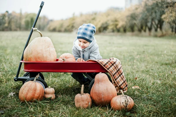寒い日秋、多くのカボチャのハロウィーンやサンクスギビングとパンプキン パッチに幸せな少年の幼児 — ストック写真