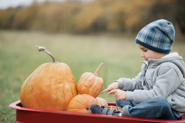 寒い日秋、多くのカボチャのハロウィーンやサンクスギビングとパンプキン パッチに幸せな少年の幼児 — ストック写真