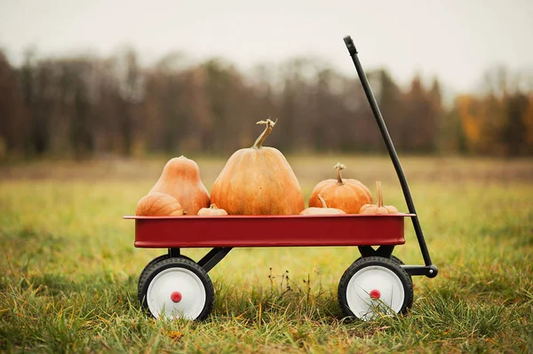 Carro rosso con un sacco di zucche per Halloween o Ringraziamento . — Foto Stock