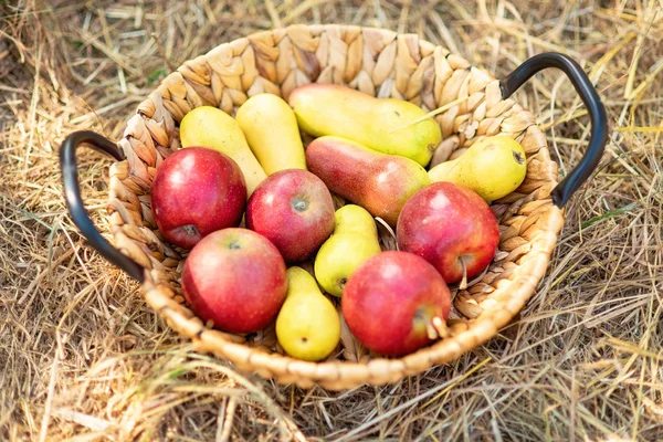 Ripe red apples and pears in basket on grass on grass. — Stock Photo, Image